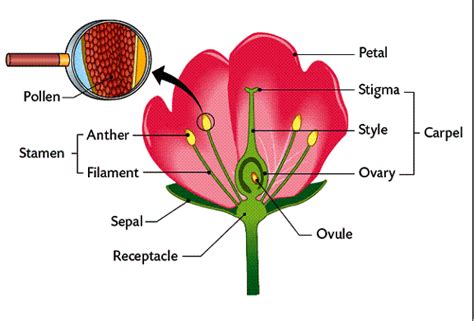 Located in the center of the flower, the pistil holds the ovules, or what will become seeds. Structure of Flowers - Angiosperms