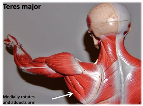 Teres Major Muscles Of The Upper Extremity Visual Atlas Flickr