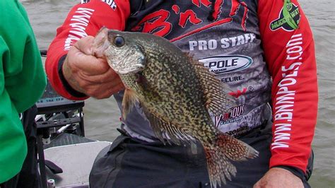 Do You Know Your Crappie Wired2fish