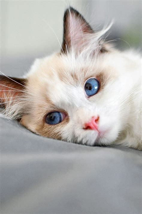 Top 25 Awesome Ragdoll Cat Names Ideas Cute Cats Cute Cats And
