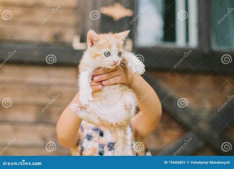 Cheerful Little Girl Holding A Cat In Her Arms Stock Image Image Of