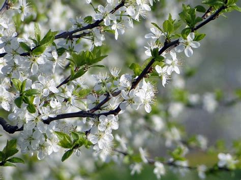 Apple Blossom Trees Spring Free Photo On Pixabay Pixabay
