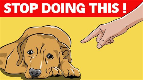 12 Things You Should Never Do To Your Dog Youtube