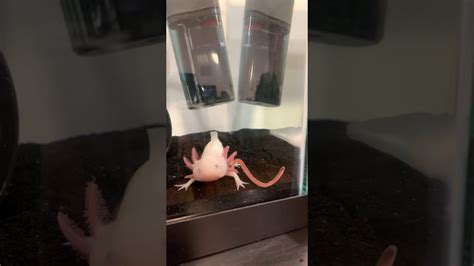 Kirby The Leucistic Axolotl Eats A Worm Youtube