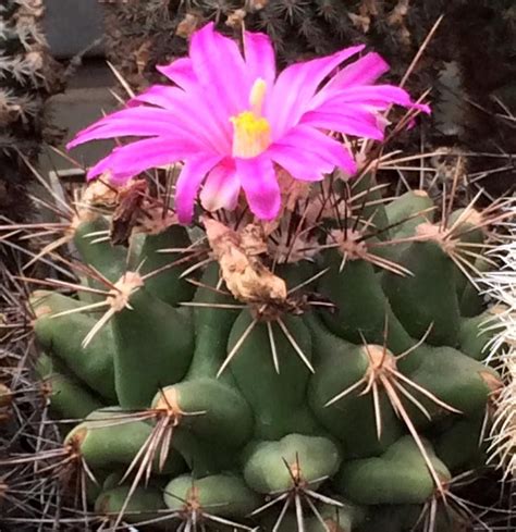 Thelocactus Matudae Cactus Flowers Cactus Plants Aesthetic Beautiful