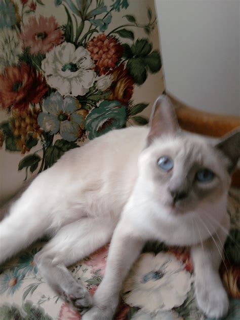 Another Lilac Point Siamese That Looks Like Sebastien Tucker