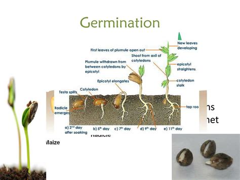 Ppt Seed Germination Powerpoint Presentation Free Download Id2030151