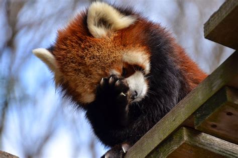 The Cutest Red Panda In The World