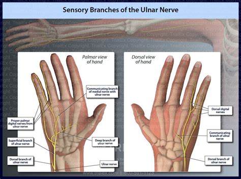 Sensory Branches Of The Ulnar Nerve Trialexhibits Inc Hot Sex Picture