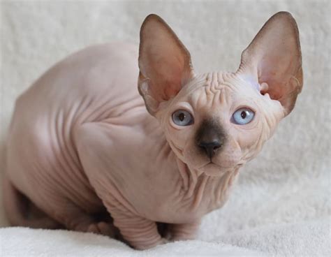 14 Facts About Sphynx Cats That You Should Know Petpress