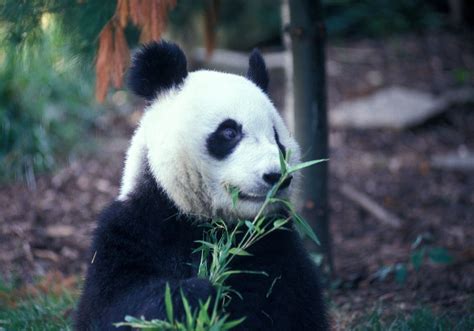 Pin By Janet Reed On Animals Of All Kinds Panda Bear Animals Bear