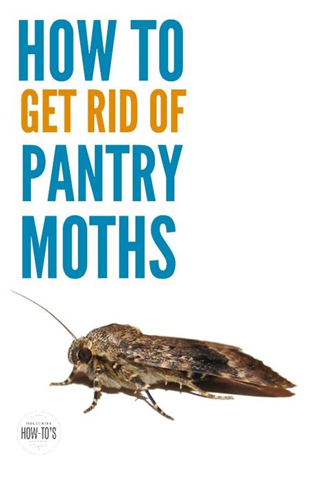 How To Find A Moth In Your House Sonny Bullard