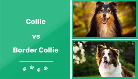 Collie Vs Border Collie Visual Differences And Overview Pet Keen