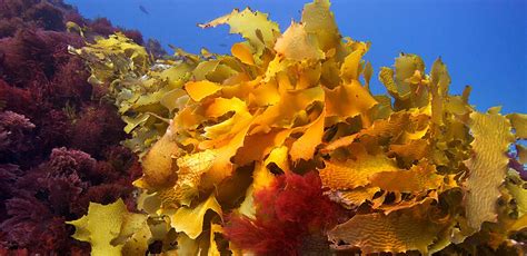 Australias Great Southern Reef Our Best Kept Biodiversity Secret