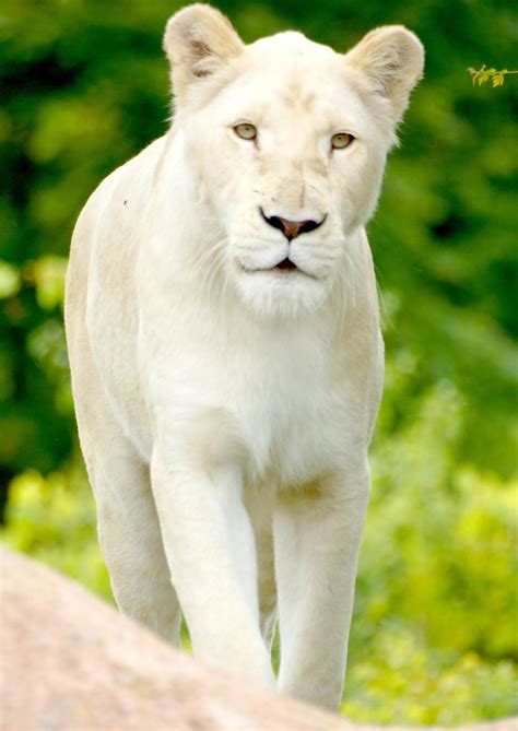 White Lioness Wild Animals Pictures Big Cats Art Rare Cats