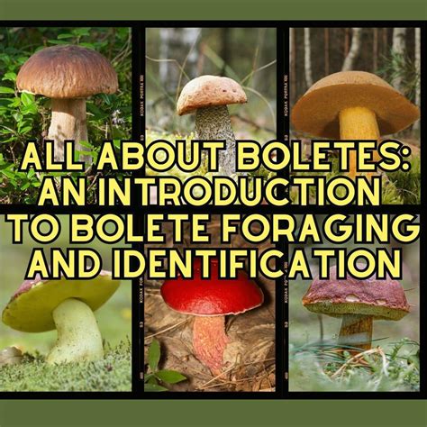 Identification Techniques Mushroom Appreciation