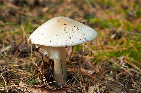 10 Of The Worlds Deadliest Mushrooms Worldatlas
