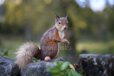Close Up Portrait Of Squirrel Standing By Nut On Rock Rodent One