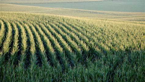 Us Farmers To Plant Largest Corn Crop Since 1936