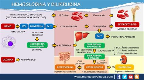 Funcion Y Catabolismo De La Hemoglobina Youtube Images