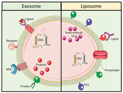 Comparative Schematic Illustration Of Exosomes And Liposomes
