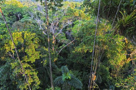 Ecuador Amazon River Region Treetops In Rain Forest Stock Photo
