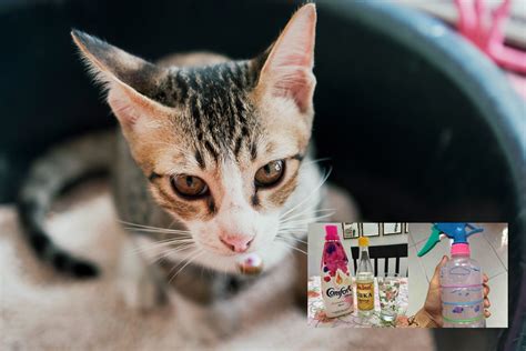 We did not find results for cara merawat anak kucing supaya gemuk. Guna 3 Bahan Saja, Petua Boleh Cuba Elak Kucing Kencing ...