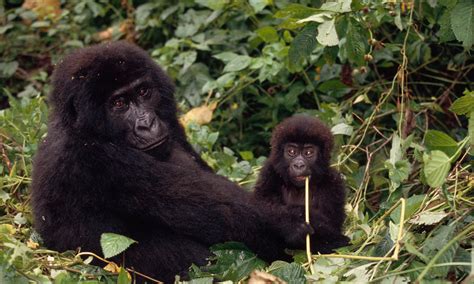 Congo Rainforest And Basin Places Wwf