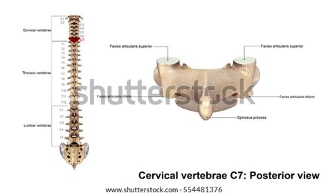 Cervical Vertebrae C7 Posterior View 3d 库存插图 554481376 Shutterstock