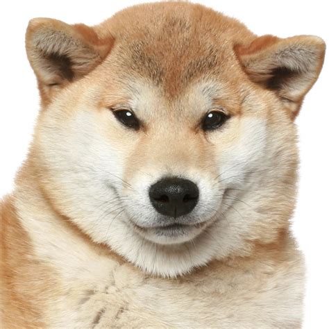 The Blissful Dog Shiba Inu Nose Butter 050 Ounce Pet