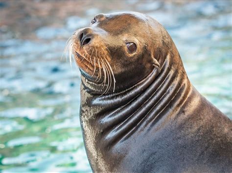 Aquarium Of The Pacific Online Learning Center California Sea Lion