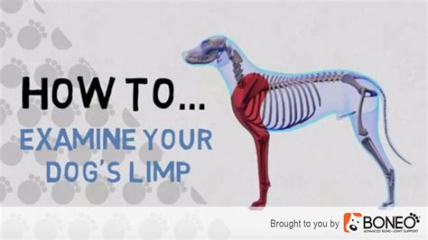 What To Do If Your Dog Is Limping 4 Easy To Follow Tips Youtube
