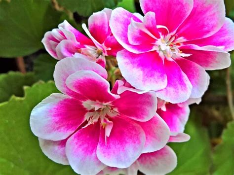 Ornamental Plants The Top 21 Types To Grow In Your Garden Florgeous 2022
