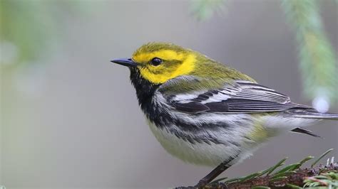Top 10 New York Forest Birds Audubon New York