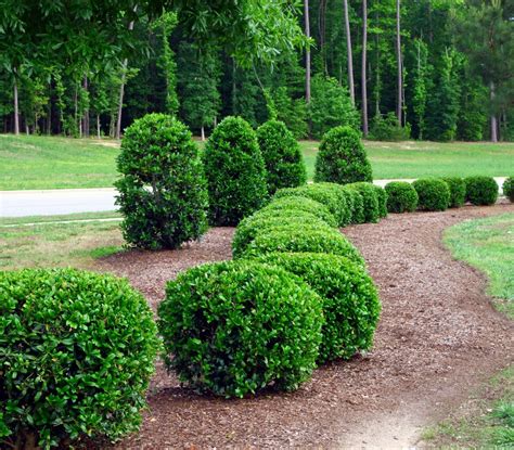 Bush And Shrub Landscaping Valley Lawncare