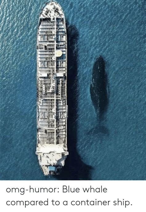 Omg Humor Blue Whale Compared To A Container Ship Omg Meme On Meme