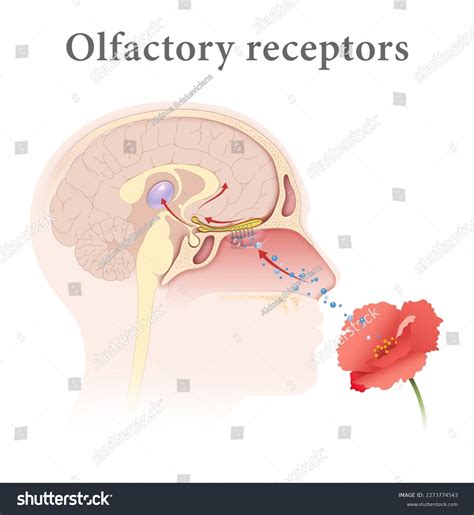 59 Sensory Neuron Pathway Images Stock Photos 3D Objects Vectors