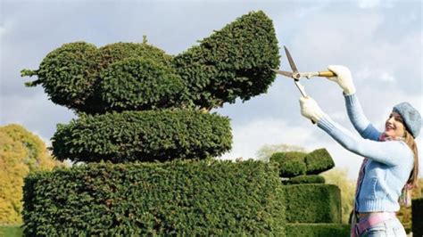 A Woman In Blue Sweater And White Gloves Trimming Topiary