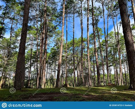 Pine Tree In Forest At Chiang Mai Thailand Stock Image Image Of