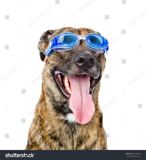 Dog Wearing Swimming Goggles Isolated On Stock Photo
