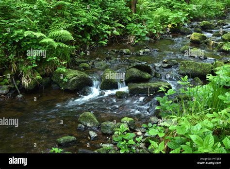 Creek In The Black Forest Germany Stock Photo Alamy