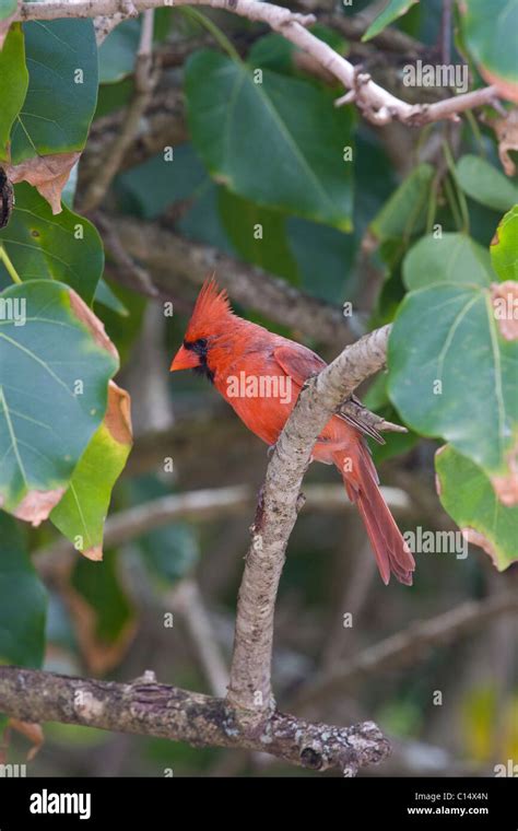 Northern Cardinal Now Common In Hawaii Was A Transplant From The