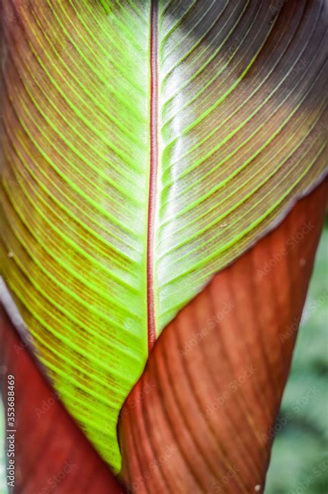 Ensete Ventricosum Maurelii Also Known Under The Common Names Of