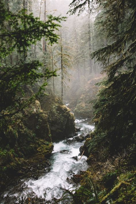 Forest Green Nature Rainy River Nature Aesthetic Nature