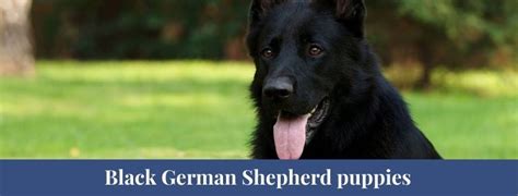 Best 10 Black German Shepherd Facts Characteristics Eyes Zoological