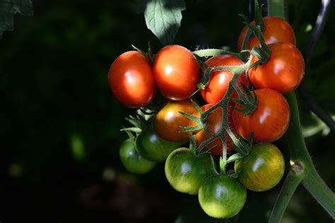 Whats Wrong With My Tomato Plants 10 Common Problems — Sili Seedlings