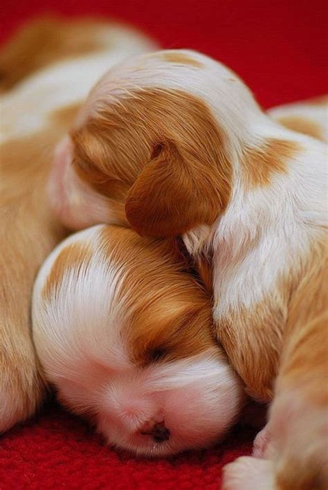 40 Incredibly Cute Baby Animal Pictures Around The World Cutest Puppy
