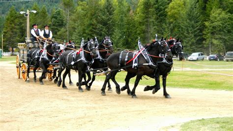 A Team Of Six Percheron Draft Horses Horses Show Horses Percheron