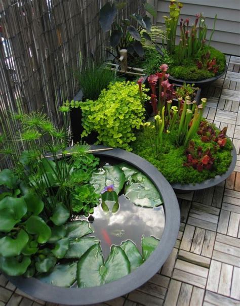 Container Water Gardens Container Water Gardens And Features Plus Small