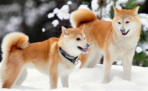 Shiba Inu Dog Breed Information And Images K9 Research Lab